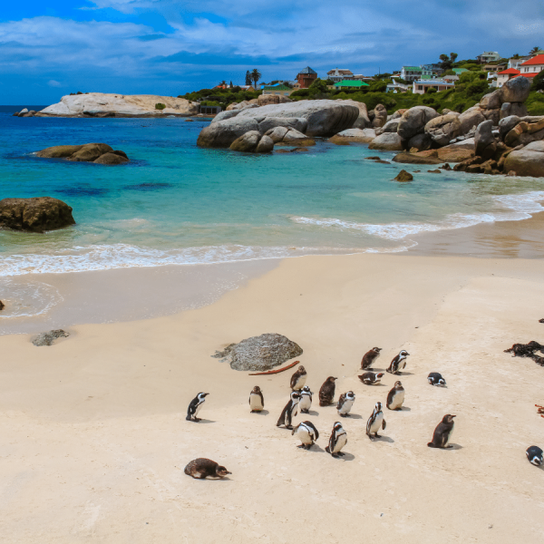 Penguins Cape Town Chris Taylor Tour Guide